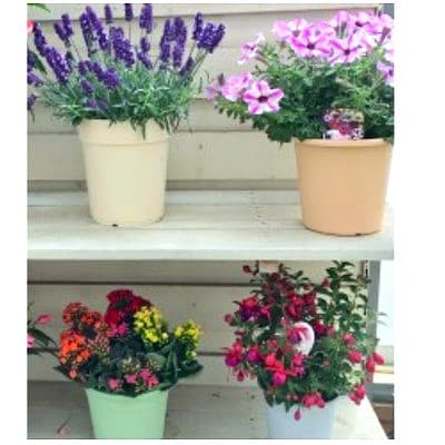 季節の鉢花「おまかせセット」3～4鉢お届け