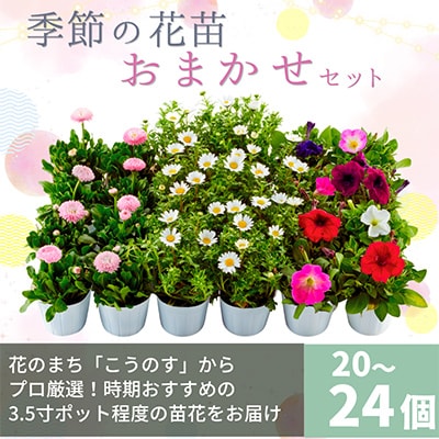 季節の花苗おまかせセット 20～24ポットをお届け