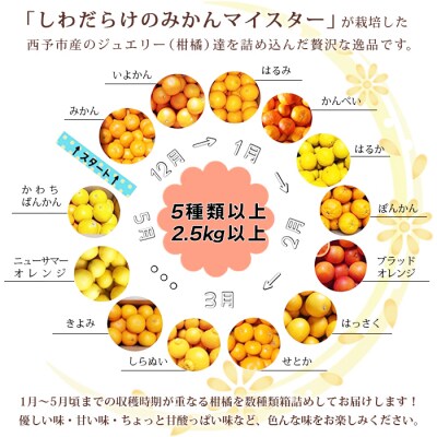 愛媛県明浜産ジュエリーボックス(柑橘編)2.5kg【1月配送】