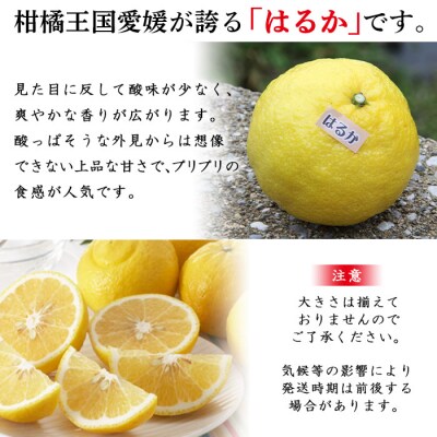 <愛媛県明浜産はるか(3kg)>　柑橘　特産品　果実　果物　フルーツ　西予市