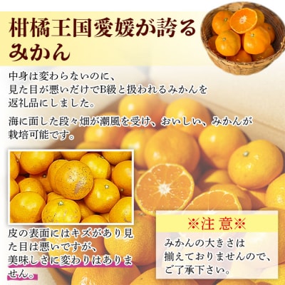 愛媛県明浜産「皮より中身」みかん(10kg)