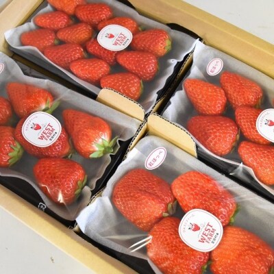 宮田村産　ウエストファームのいちご　紅ほっぺ　約240g×4パック