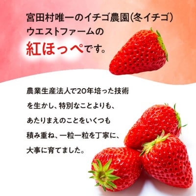 宮田村産　ウエストファームのいちご　紅ほっぺ　約240g×2パック