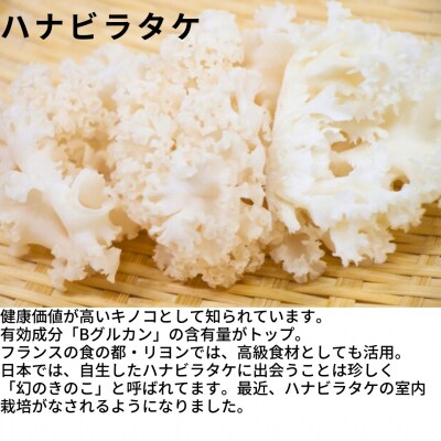 ハナビラタケパウダー 3袋セット ハナビラタケ キノコ きのこ 大和菌学研究所