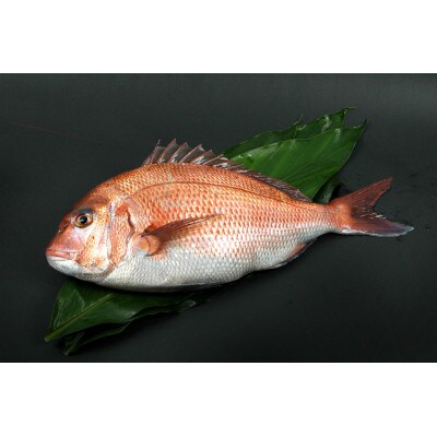 紀州梅まだい2尾(鮮魚)　M291