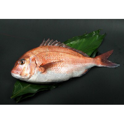 紀州梅まだい3尾(鮮魚)　M378