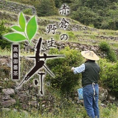 赤倉の野生茶