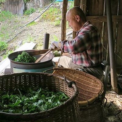 赤倉の野生茶