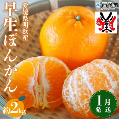 <愛媛県明浜産　ぽんかん(2kg)>【1月発送】　ポンカン　柑橘　果物　フルーツ　果実