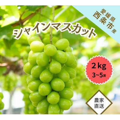 愛媛・西条　輝らり果樹園の完熟シャインマスカット 2kg入り