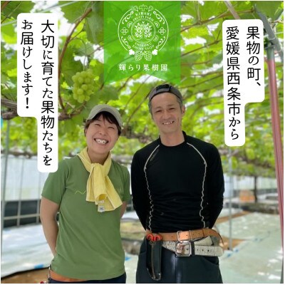 愛媛・西条　輝らり果樹園の完熟シャインマスカット 1kg入り