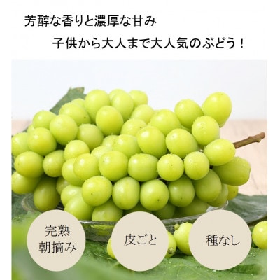 愛媛・西条　輝らり果樹園の大粒希少ぶどう「富士の輝」と「シャインマスカット」のセット