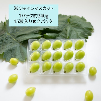 愛媛・西条　輝らり果樹園の完熟シャインマスカット粒ボックス