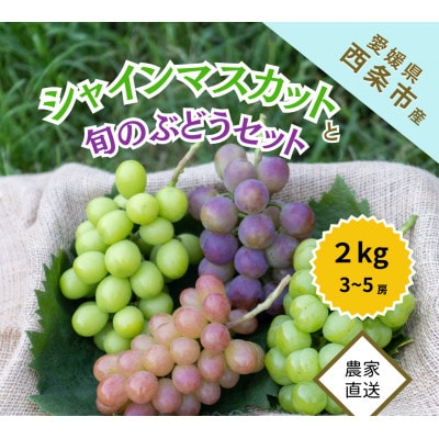愛媛・西条　輝らり果樹園の完熟シャインマスカットと旬のぶどうセット 2kg入り