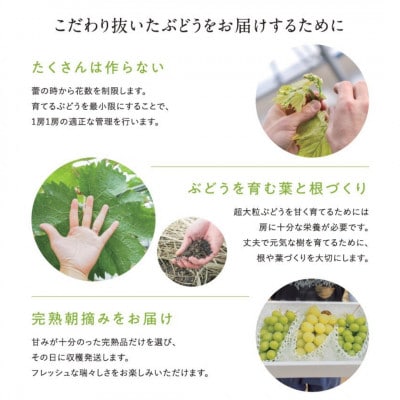 愛媛・西条　輝らり果樹園の完熟シャインマスカットと旬のぶどうセット 2kg入り