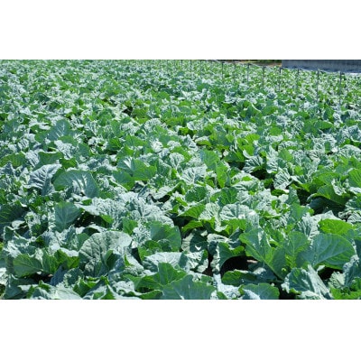 フジワラの青汁KALE100%