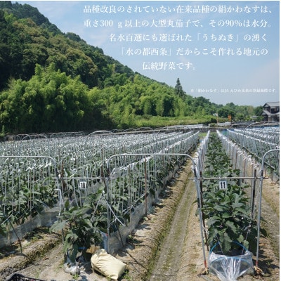 名水育ち 西条市特産 絹かわなす 約5kg(14個セット)