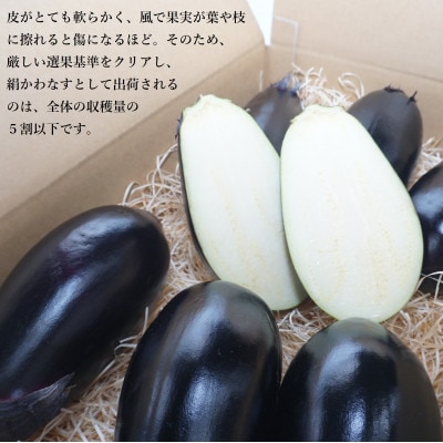 名水育ち 西条市特産 絹かわなす 約5kg(14個セット)
