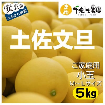 千光士農園の土佐文旦(ご家庭用小玉) 5kg