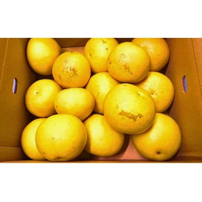 千光士農園の土佐文旦(ご家庭用小玉) 5kg