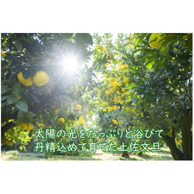 千光士農園の土佐文旦(ご家庭用小玉) 5kg