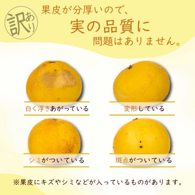 千光士農園の土佐文旦(ご家庭用小玉) 5kg