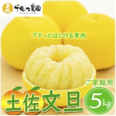 千光士農園の土佐文旦 5kg(ご家庭用スレキズあり)