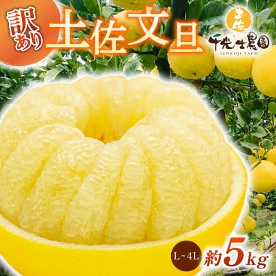 千光士農園の土佐文旦5kg (ご家庭用スレキズあり)