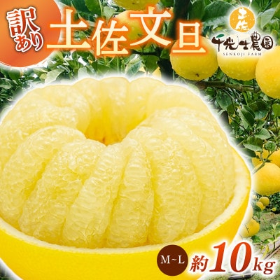 千光士農園の土佐文旦  (ご家庭用小玉) 10kg