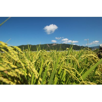 《令和7年産・10月上旬以降順次発送》新嘗祭皇室献上米農家が作った「にこまる」10kg(白米)