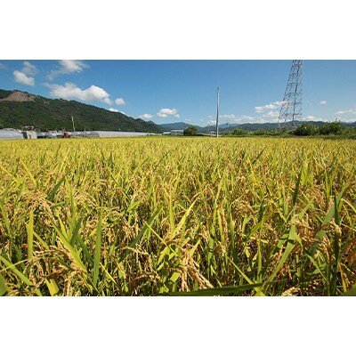 【毎月定期便】4ヵ月連続でお届け!「にこまる」定期便 5kg 全4回