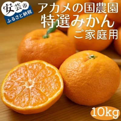 「アカメの国農園」特選みかん 家庭用 10kg