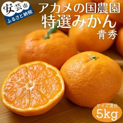 「アカメの国農園」特選みかん 青秀詰め合わせ 5kg