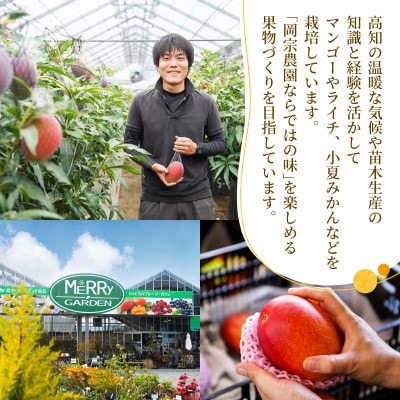 メリーガーデンの完熟マンゴー