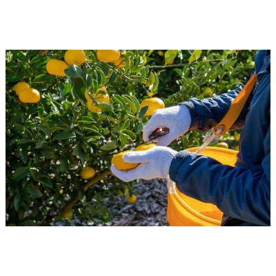 【2024年12月より順次出荷予定】岡宗農園の花良治(ケラジ)みかん 黄玉 3kg