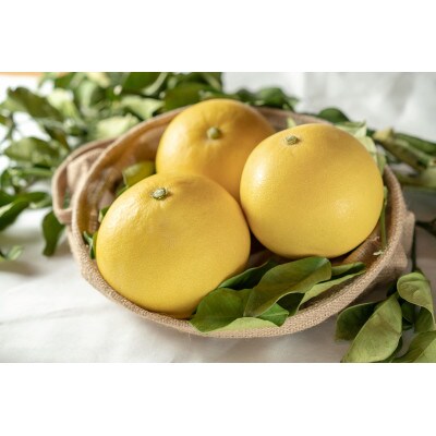 『煌めき』大北果樹園の土佐文旦 約3キロ(5～6玉)【贈答用】