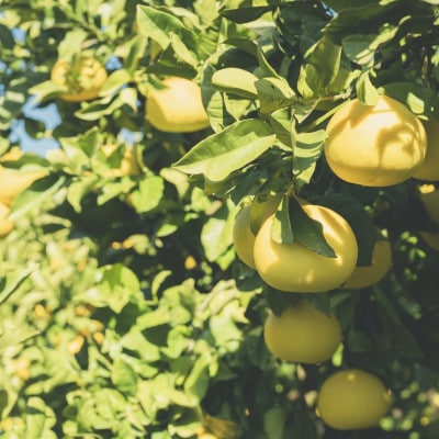 『煌めき』大北果樹園の土佐文旦 約3キロ(5～6玉)【贈答用】