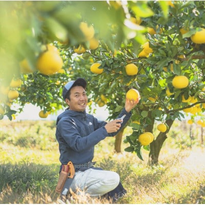 『煌めき』大北果樹園の土佐文旦 約3キロ(5～6玉)【贈答用】