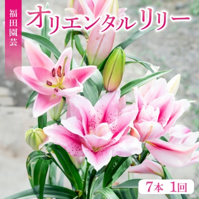 ユリ(オリエンタルリリー)7本セット