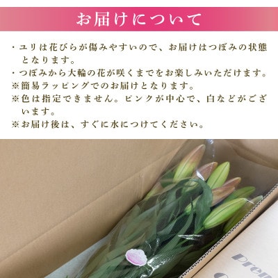 ユリ(オリエンタルリリー)7本セット