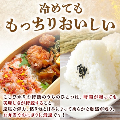こしひかり 5kg 令和7年産 白米