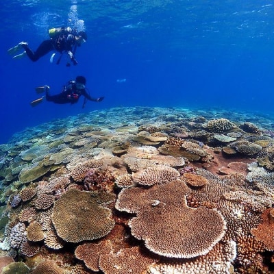 万座近海ファンダイビング中級2DIVE【恩納村ラグーン】