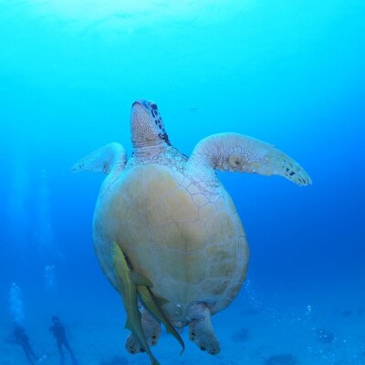 万座近海ファンダイビング中級2DIVE【恩納村ラグーン】