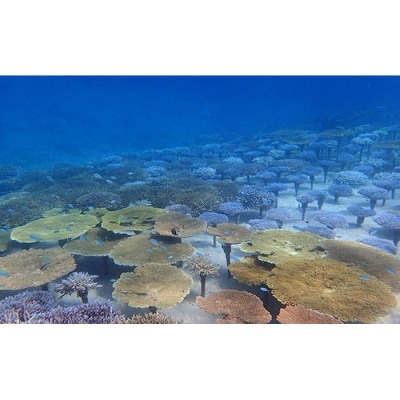 沖縄サンゴの村でボート体験ダイビング2名【恩納村ラグーン】