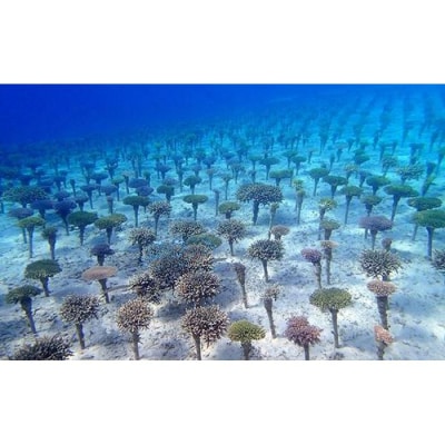 沖縄サンゴの村でボートシュノーケル【恩納村ラグーン】