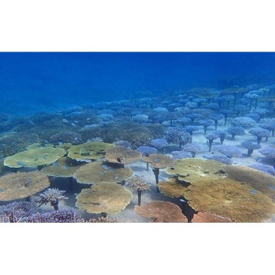 沖縄サンゴの村でボートシュノーケル【恩納村ラグーン】