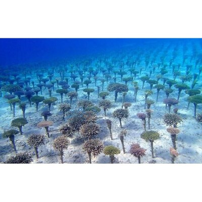 沖縄サンゴの村でボートシュノーケル2名【恩納村ラグーン】