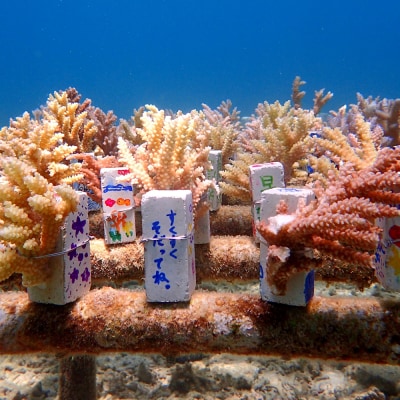 沖縄サンゴの村でサンゴ苗作り体験(2名または2株)【恩納村ラグーン】