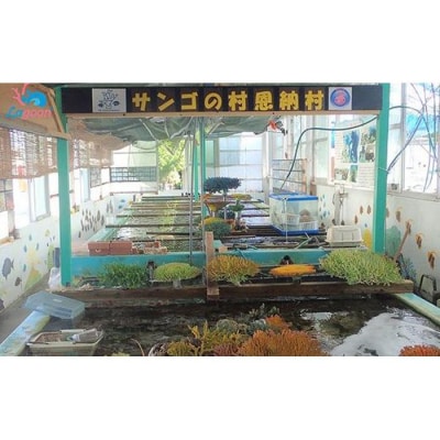 沖縄サンゴの村でサンゴ苗作り体験(2名または2株)【恩納村ラグーン】