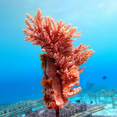 沖縄サンゴの村でサンゴ苗作り体験(2名または2株)【恩納村ラグーン】